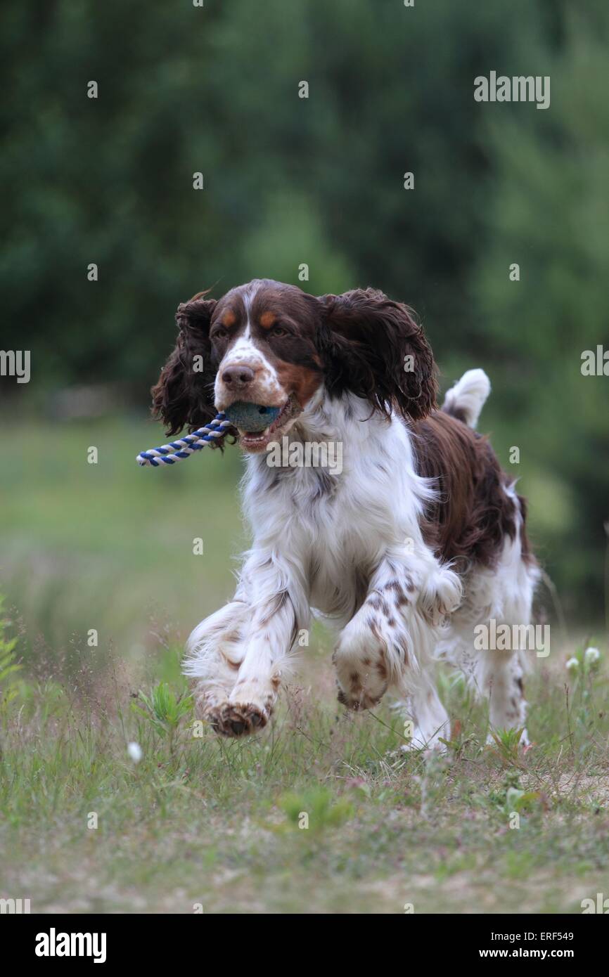 Dog muzzle springer hires stock photography and images Alamy