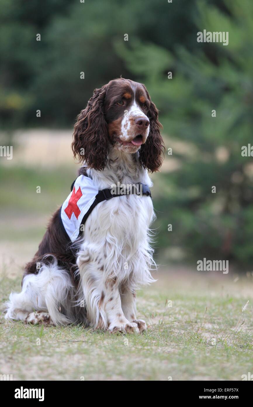 English springer spaniel best sale rescue