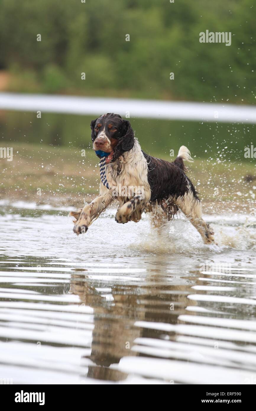 Dog muzzle springer hires stock photography and images Alamy