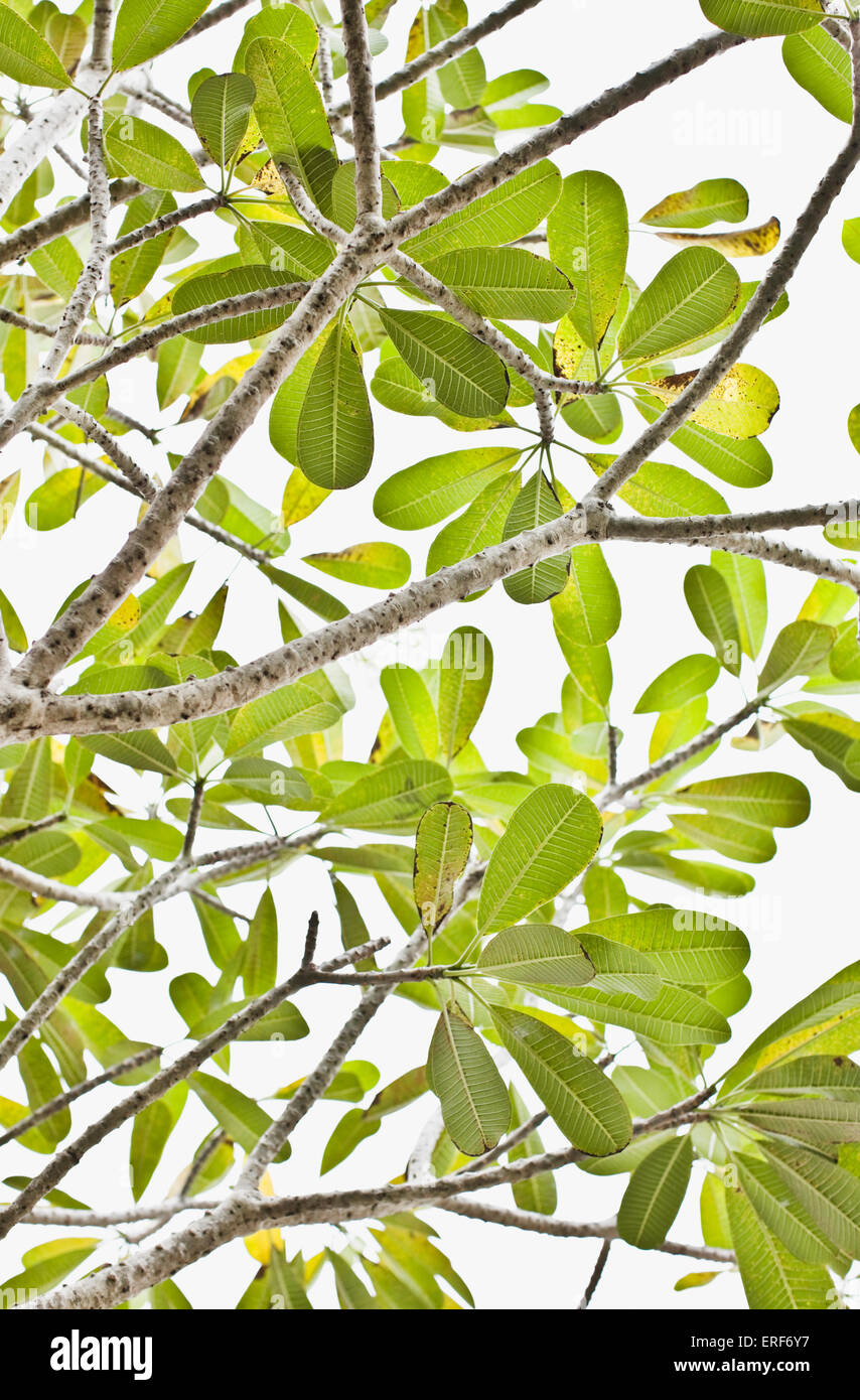 Green leaves and branches on a tree at Saman Villas, Aturuwella, Bentota, Sri Lanka. Stock Photo