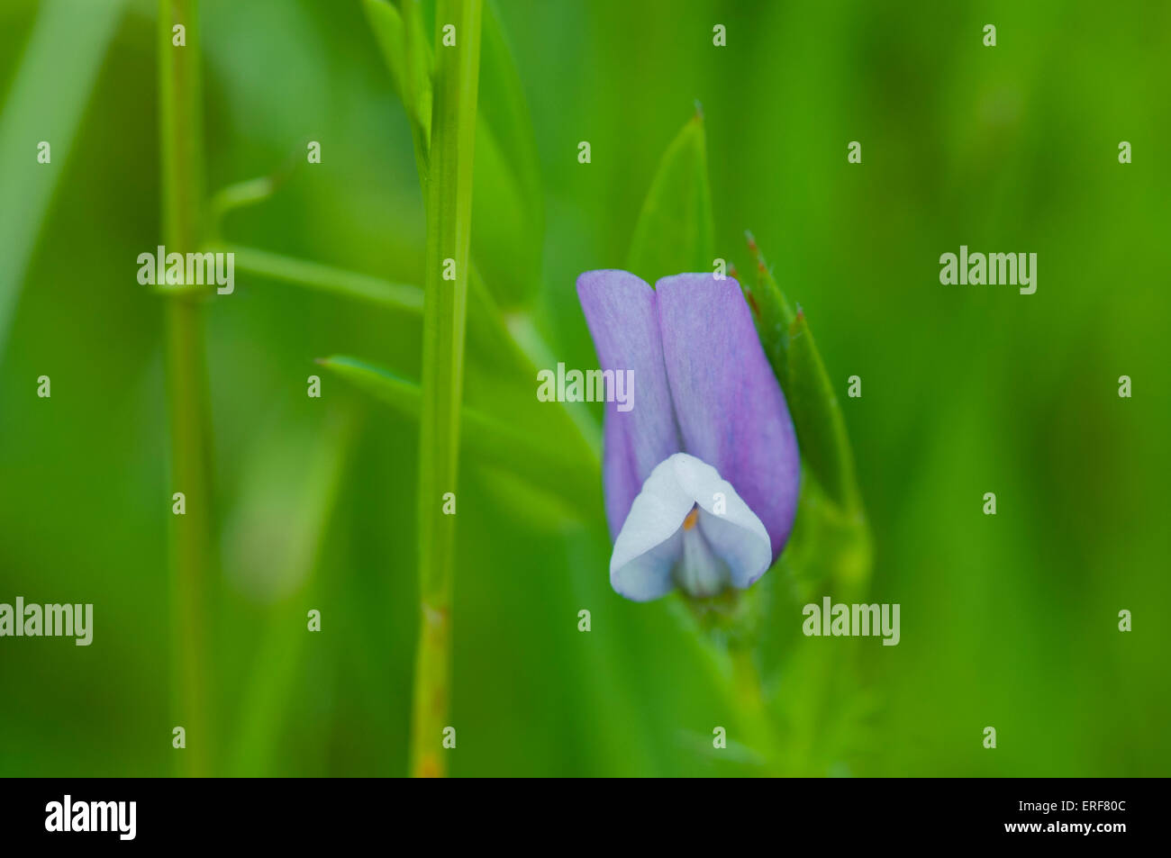 A shot of a flower of Bithynian Vetch, a rarity in Essex and taken at the Belton Hills NR on a rainy day Stock Photo