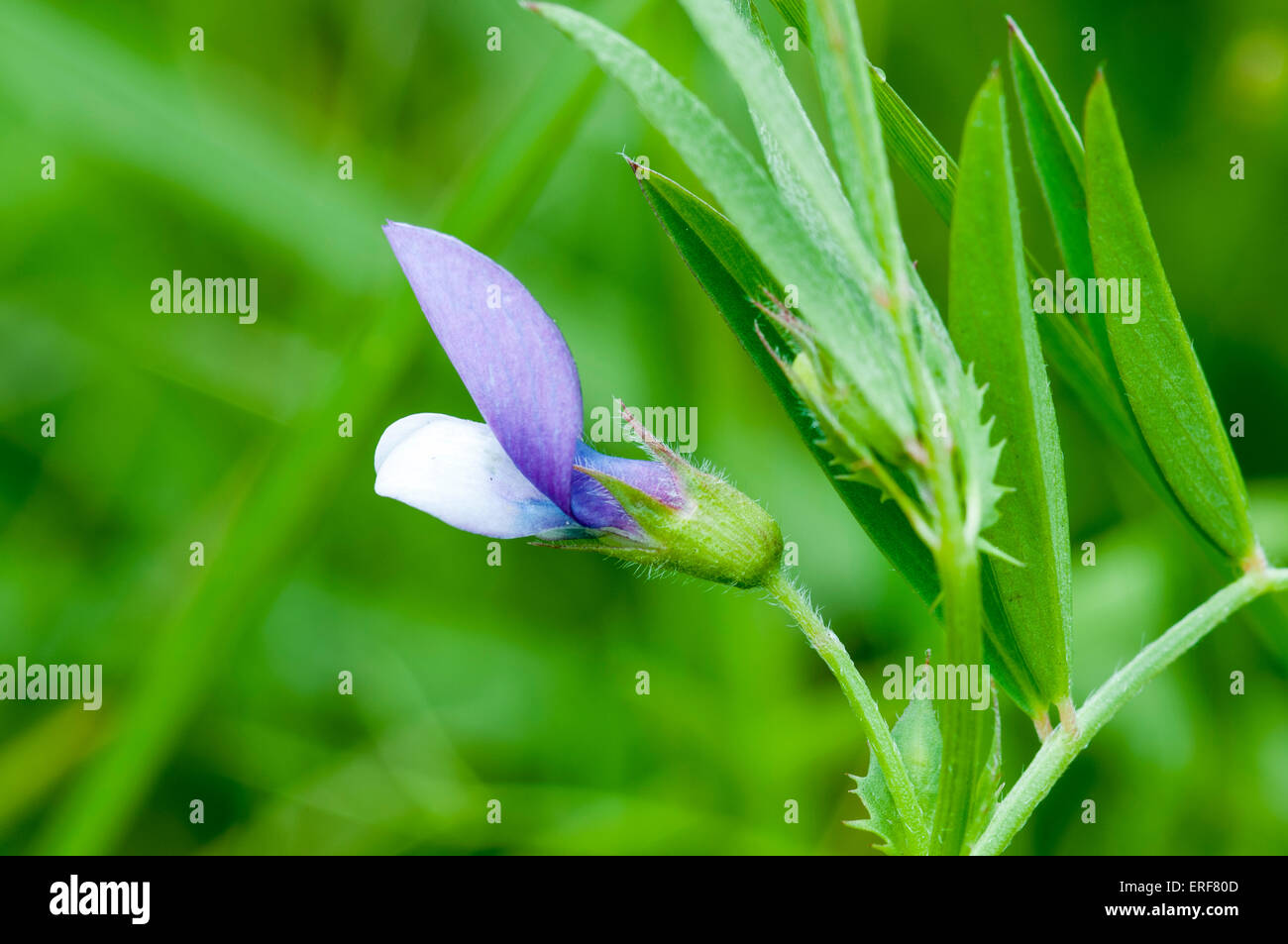 A shot of a flower of Bithynian Vetch, a rarity in Essex and taken at the Belton Hills NR Stock Photo