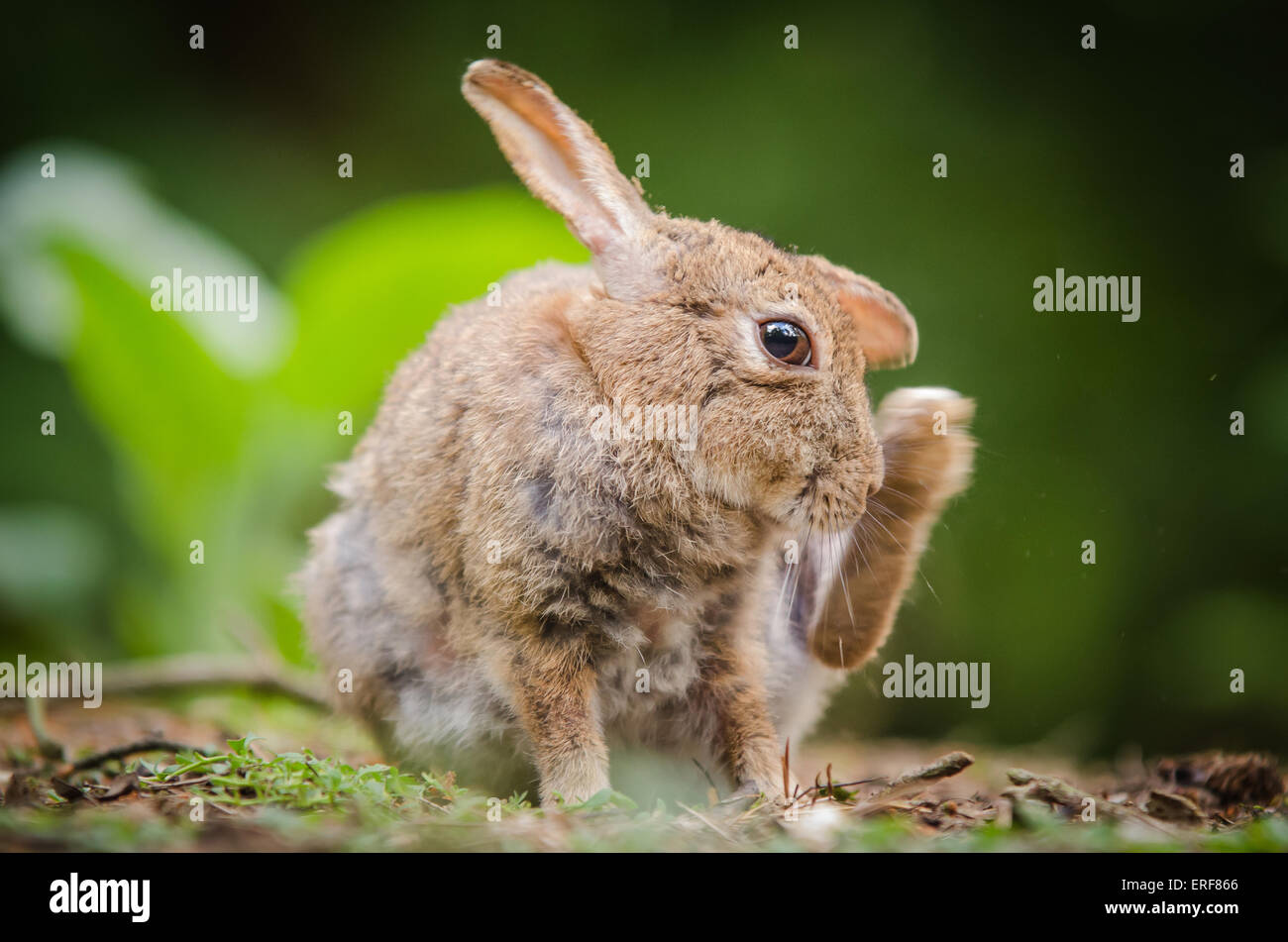 Rabbit scratching ear at Centre Parcs, Elveden Forest, Midland, England
