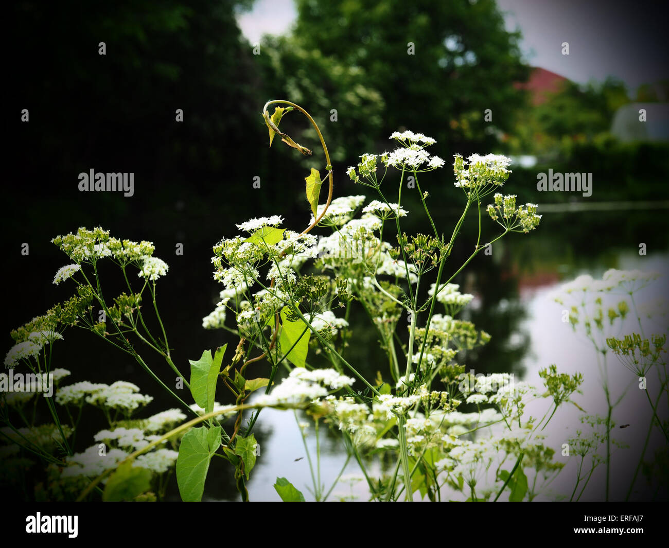 Blooming flowers on the banch of lake. 2nd June, 2015. Grungy style © Igor Golovniov/ZUMA Wire/Alamy Live News Stock Photo