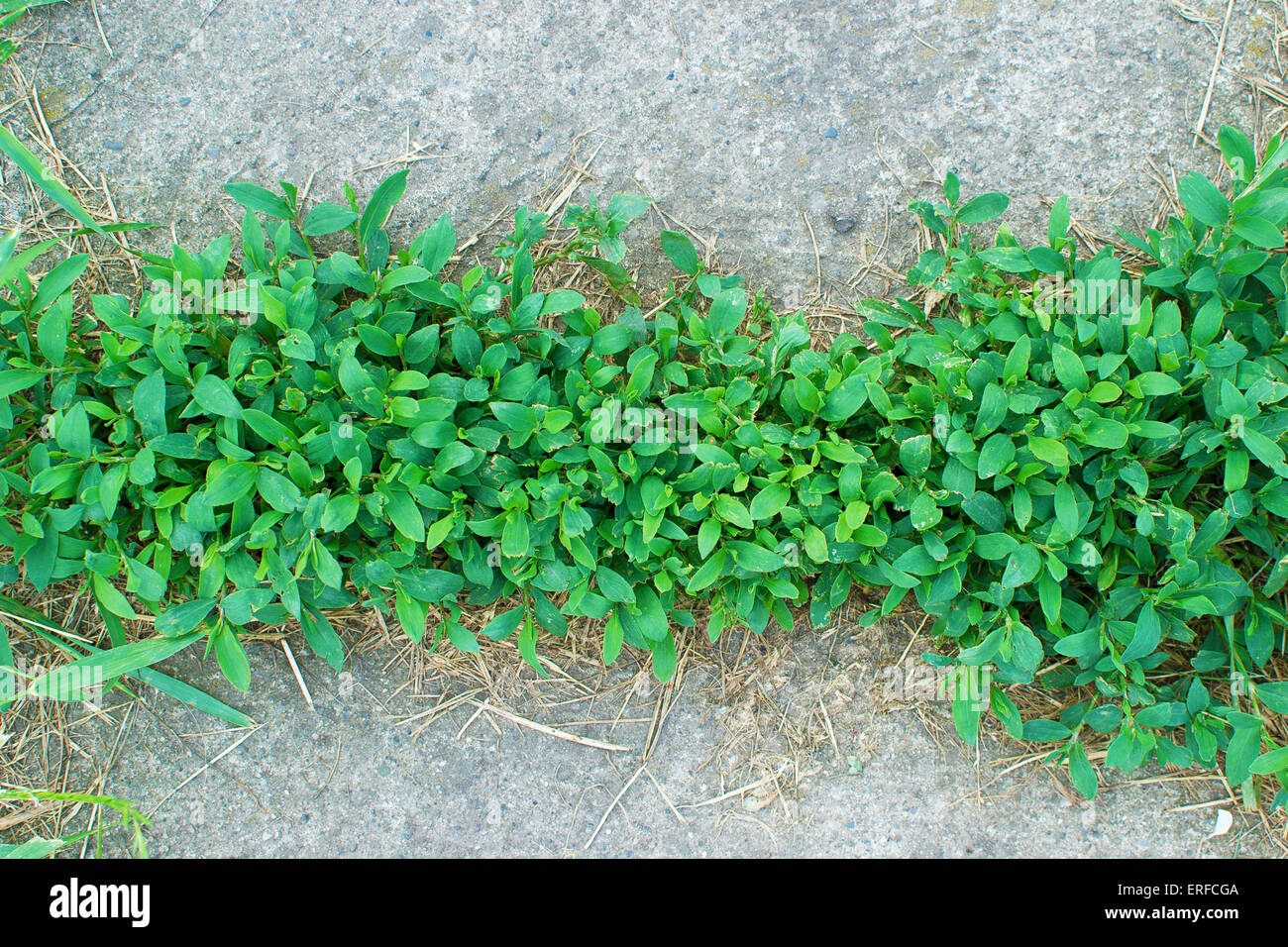 Weeds growing through crack in sidewalk, garden path Stock Photo Alamy