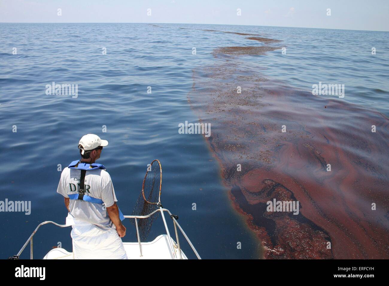 A wildlife biologist views the massive oil slick in the sargassum caused by the Deepwater Horizon BP oil spill June 14, 2010 in the Gulf of Mexico. Stock Photo