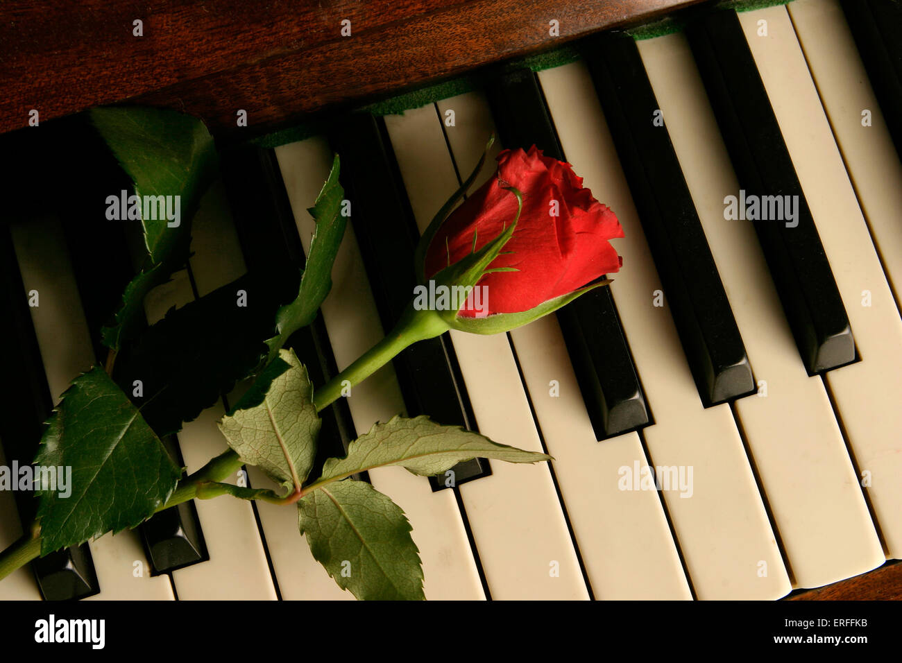 Rosebud on piano keys Stock Photo