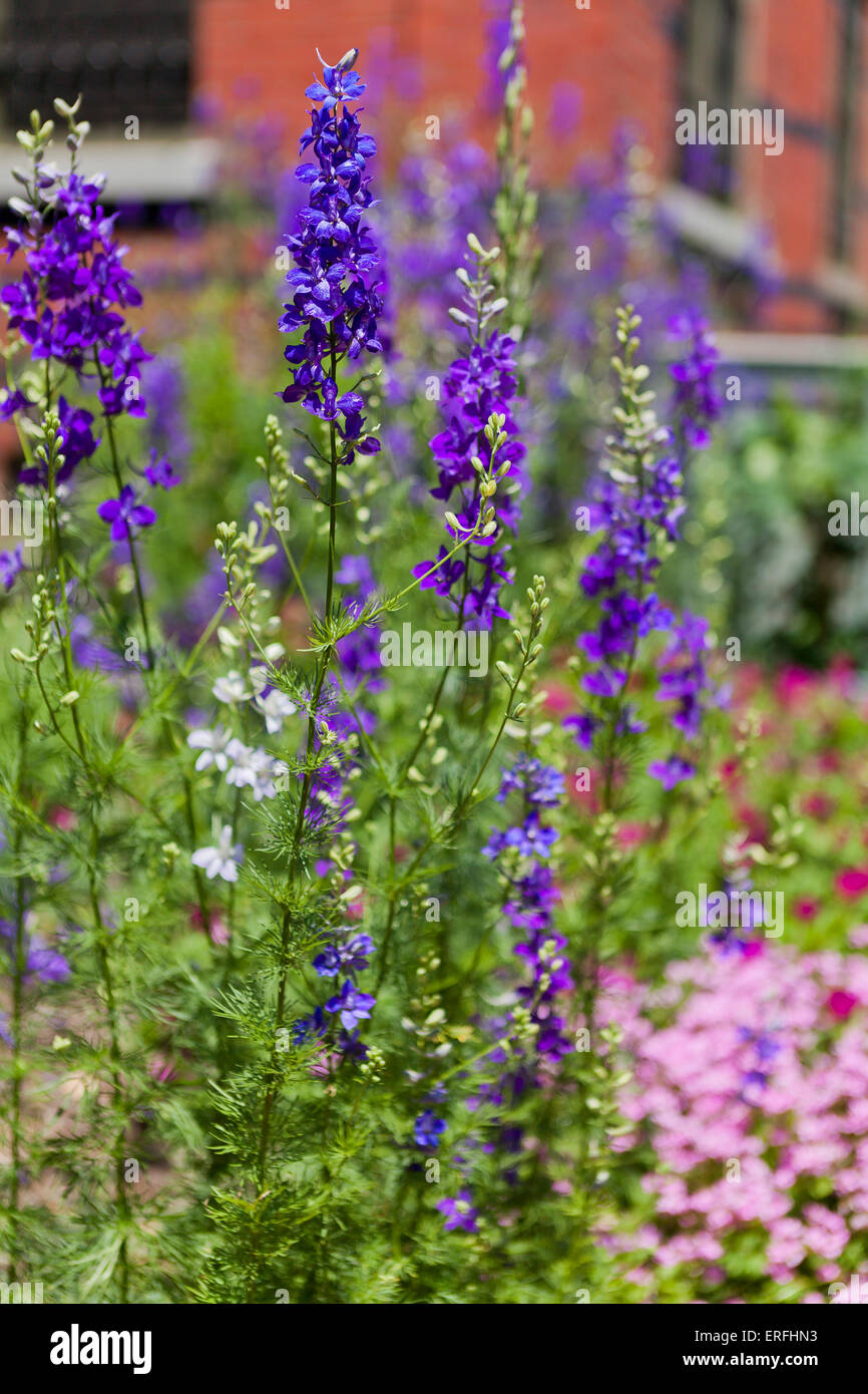 Larkspur plant and flowers (Consolida ajacis) Stock Photo