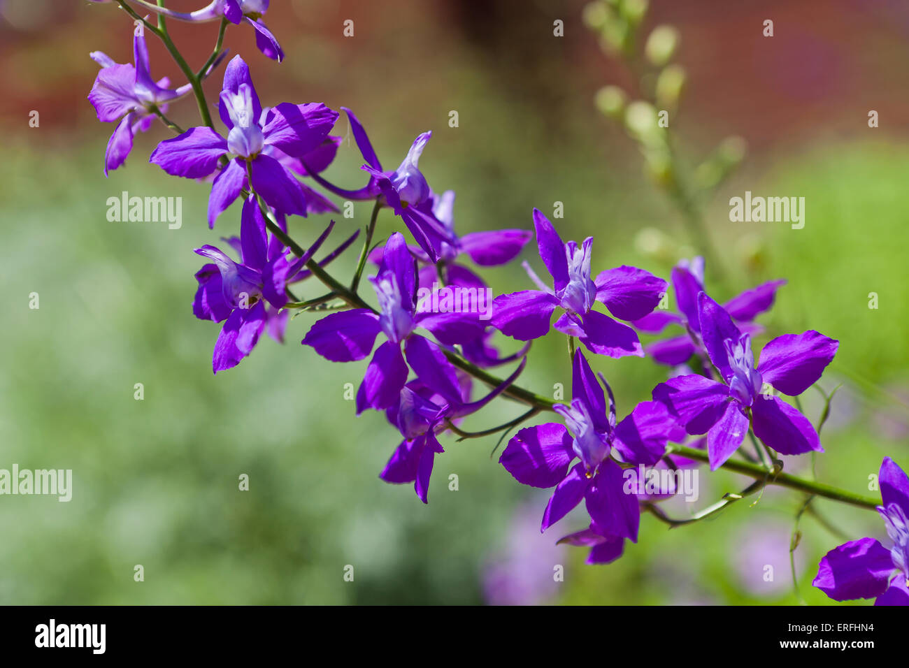 Larkspur plant and flowers (Consolida ajacis) Stock Photo