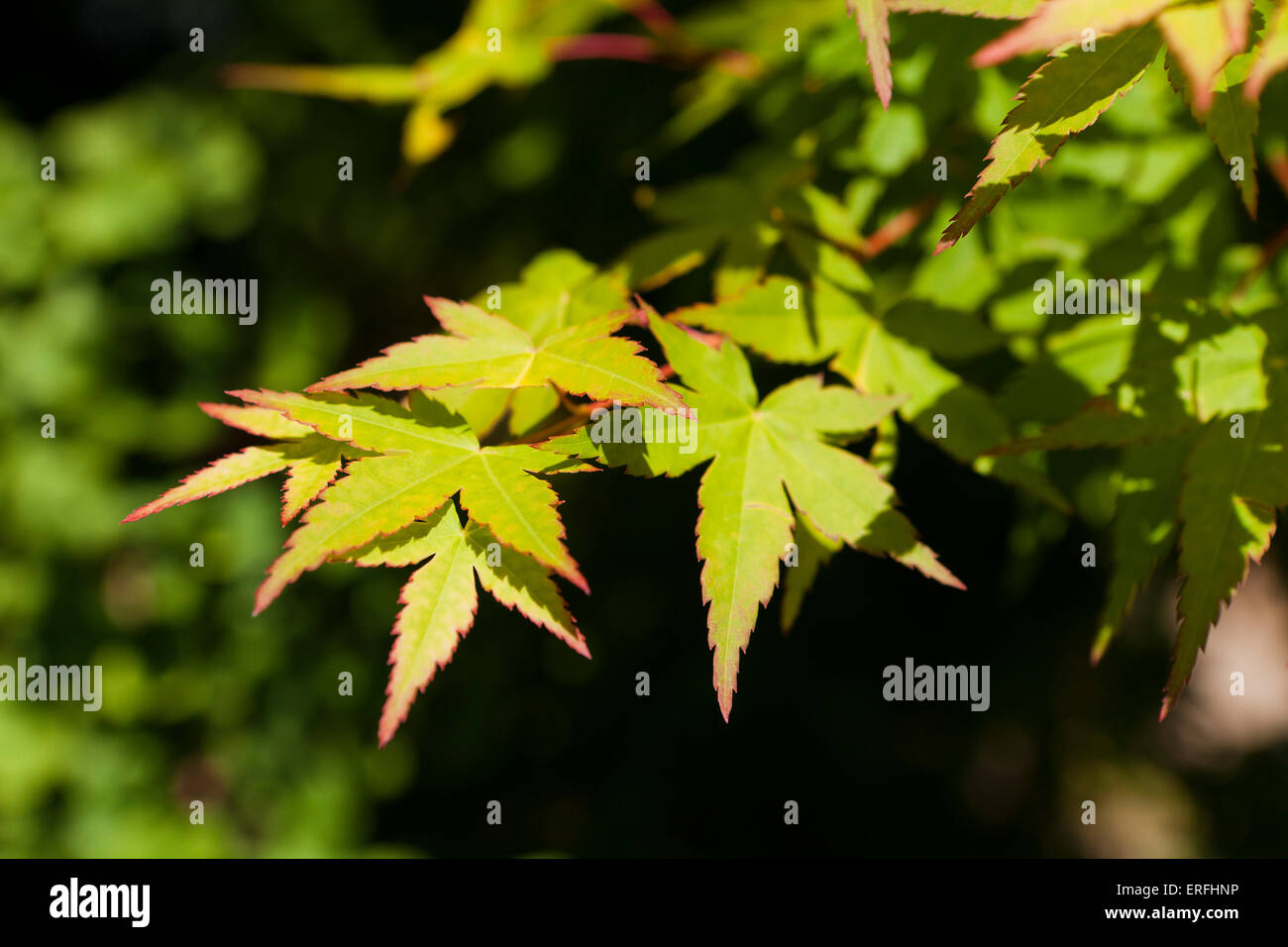 Japanese maple tree leaves (Acer palmatum) Stock Photo