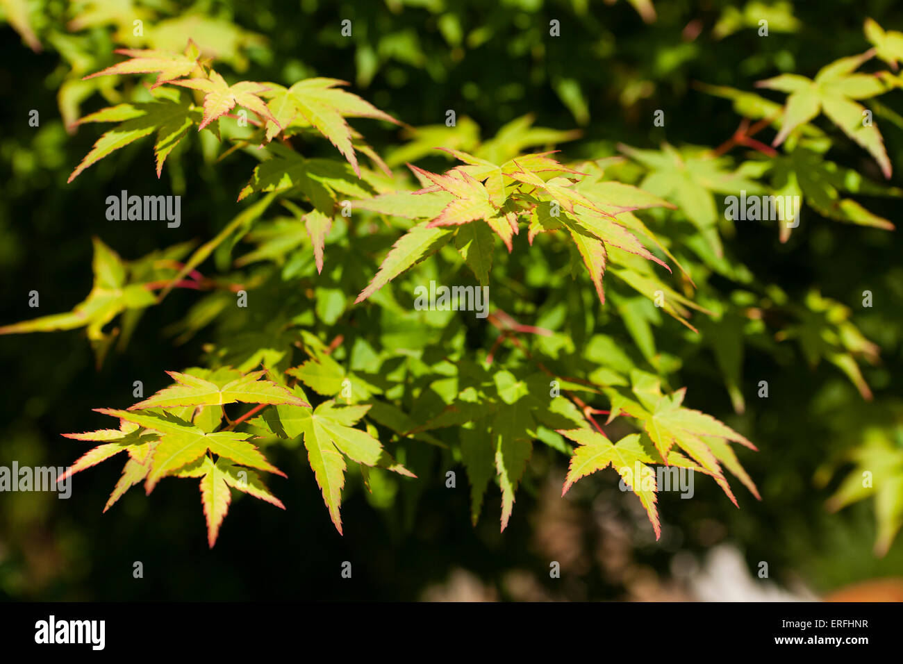 Japanese maple tree leaves (Acer palmatum) Stock Photo