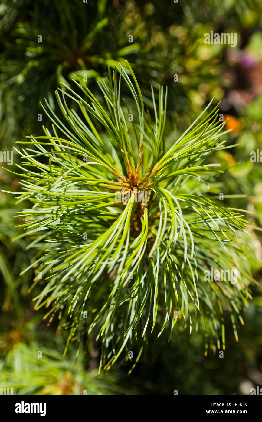 Dragon's Eye Korean Pine close up (Pinus koraiensis) Stock Photo