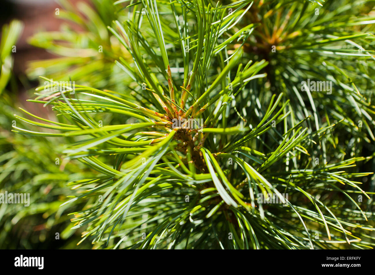 Dragon's Eye Korean Pine close up (Pinus koraiensis) Stock Photo