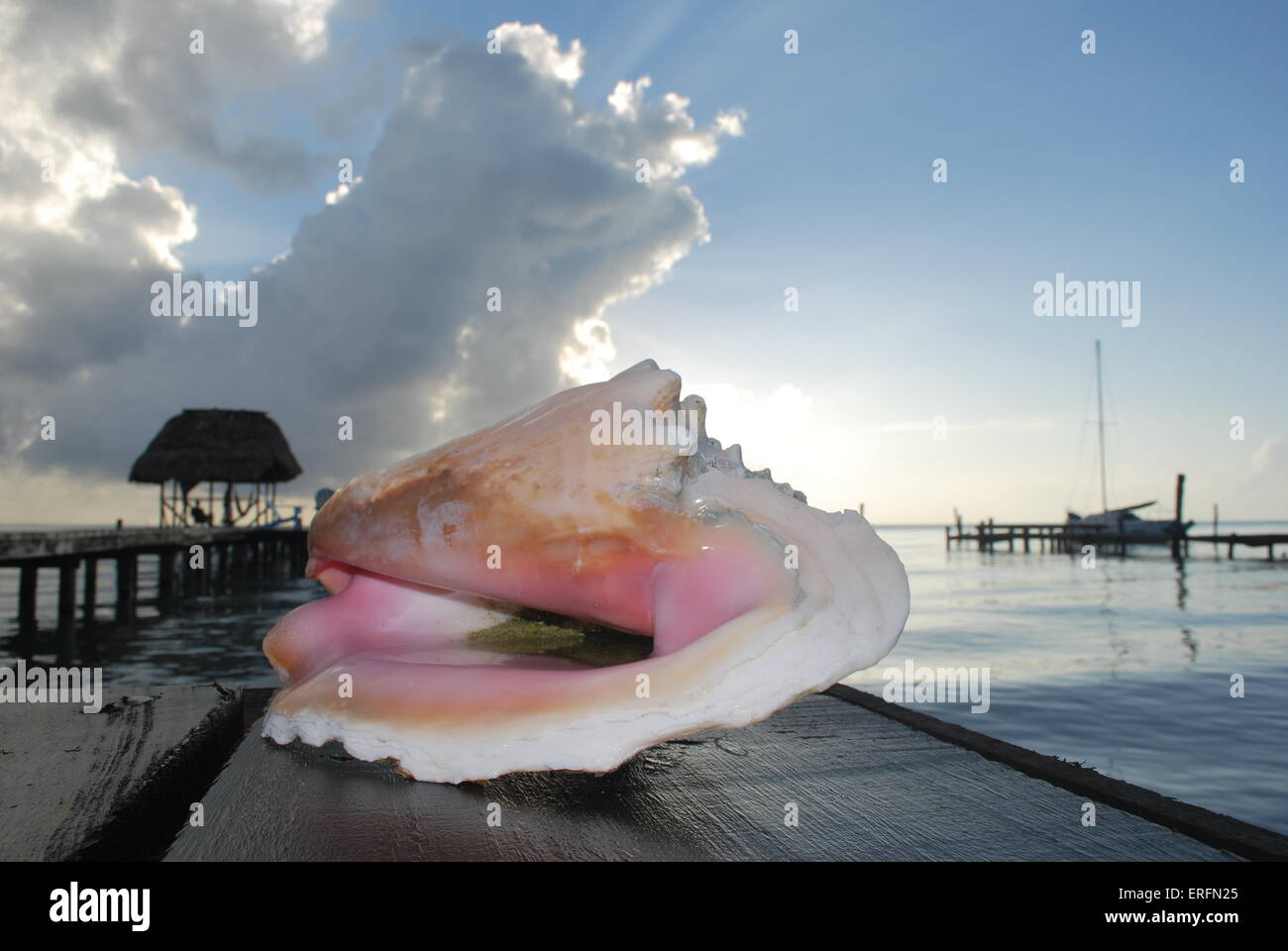 Conch shell on a pier on Caye Caulker, Belize Stock Photo