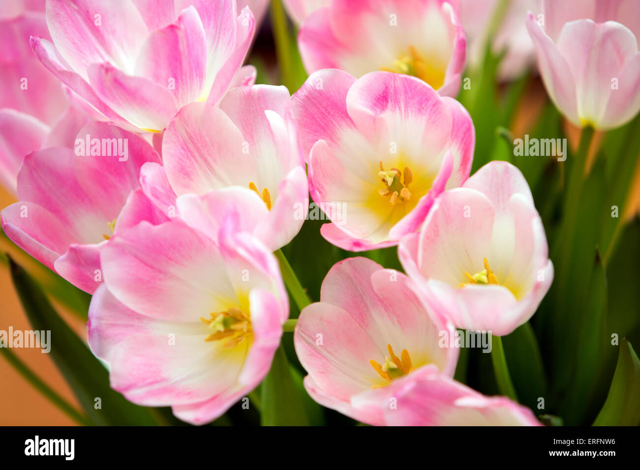 close-up of a bunch of pink tulips Stock Photo - Alamy