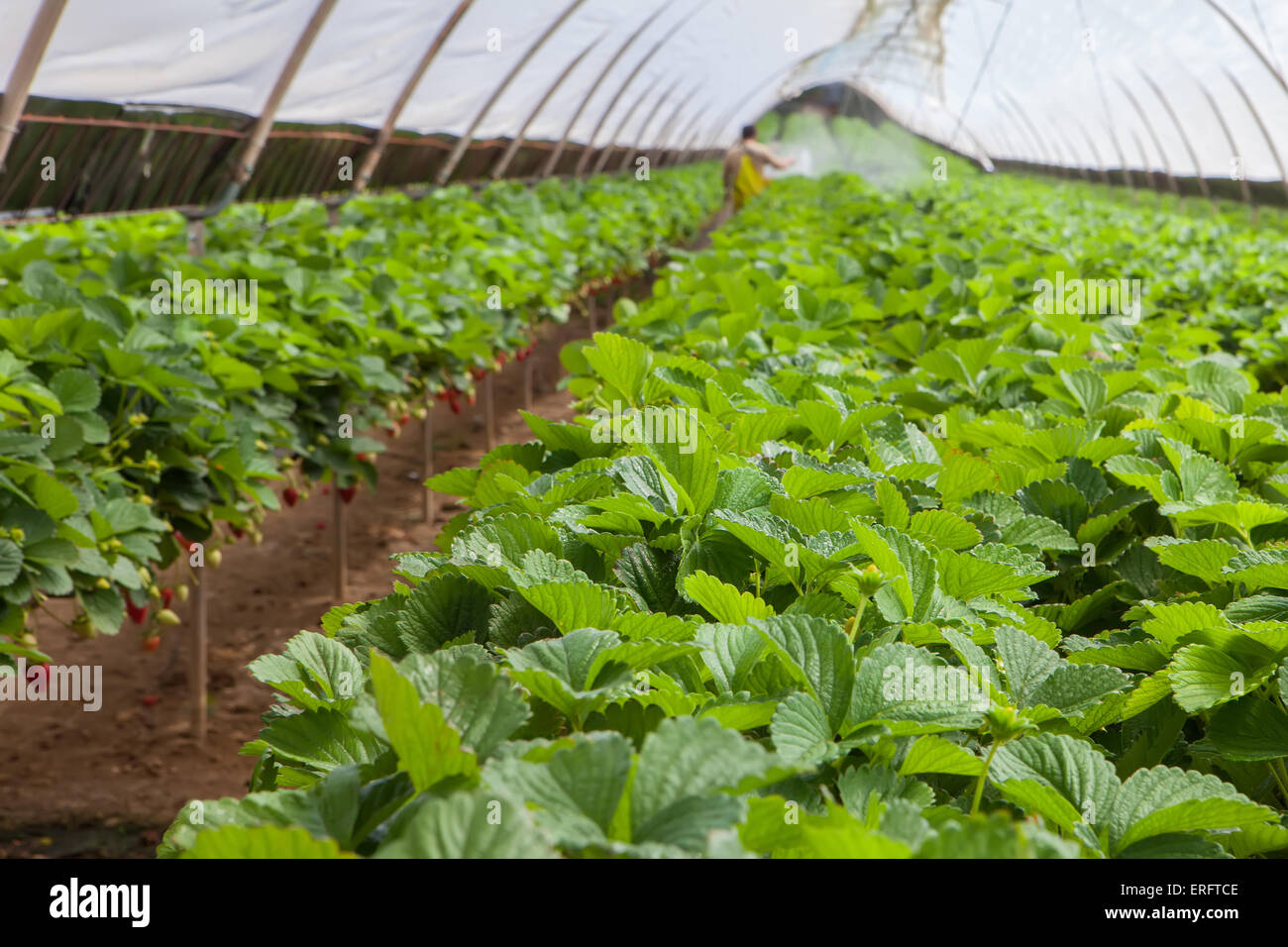hydroponic cultivation of sweet strawberries on greenhouse Stock Photo ...