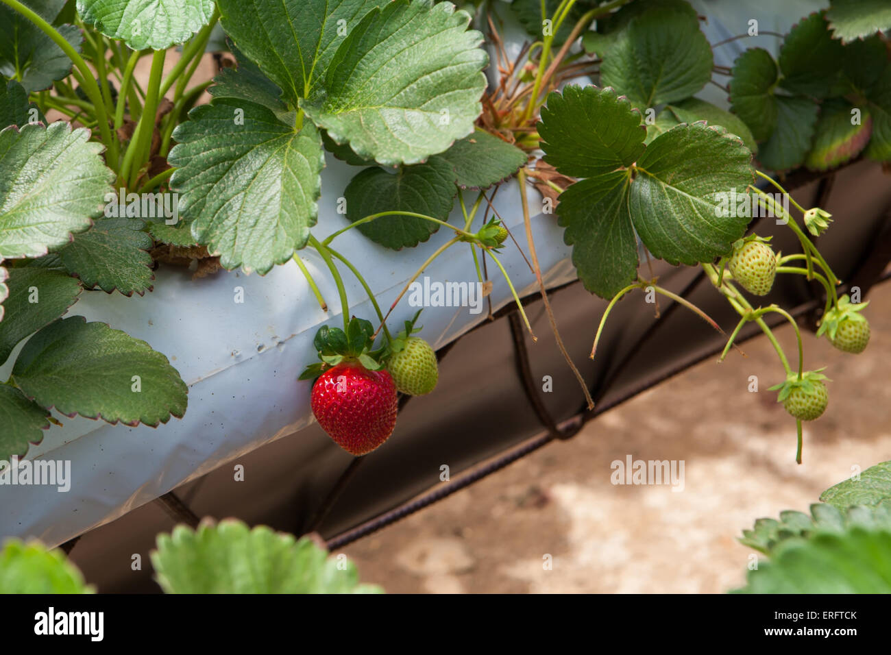 hydroponic cultivation of sweet strawberries on greenhouse Stock Photo