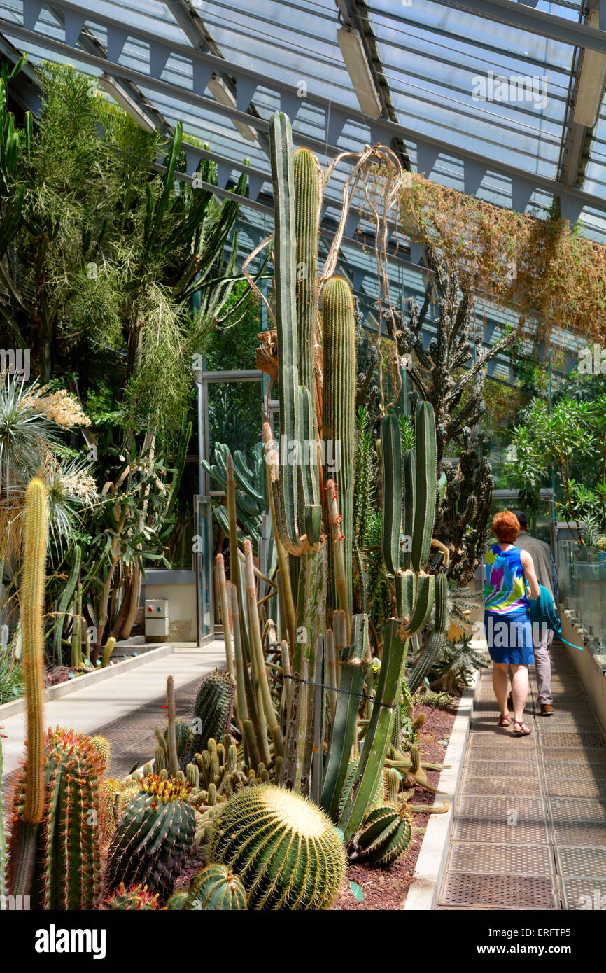 Inside the cactus greenhouse of Royal botanical garden (Real Jardín Botánico), Madrid, Spain Stock Photo