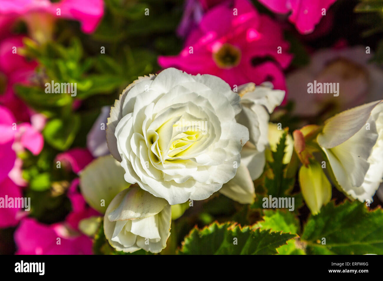 English rose flower blooms in an English country garden Stock Photo
