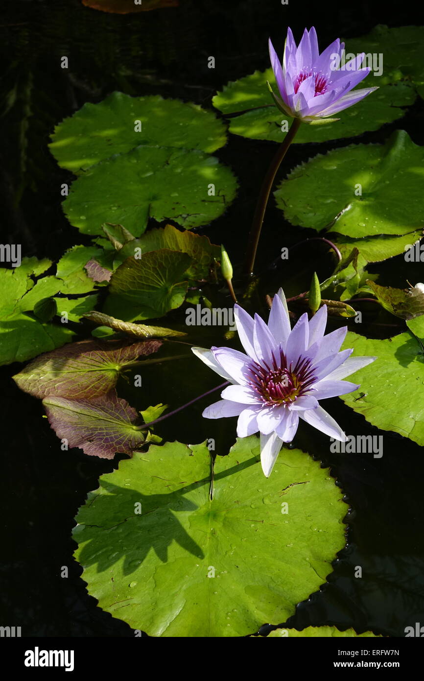 Pink pearl, Nymphaea, water lily, Nymphaea lotus, tiger lotus, white lotus, Egyptian white water-lily Stock Photo