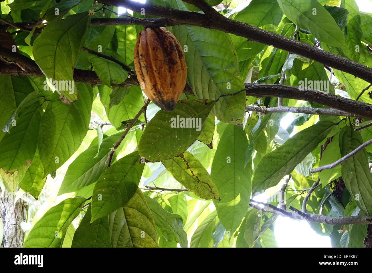 Cacao tree hires stock photography and images Alamy