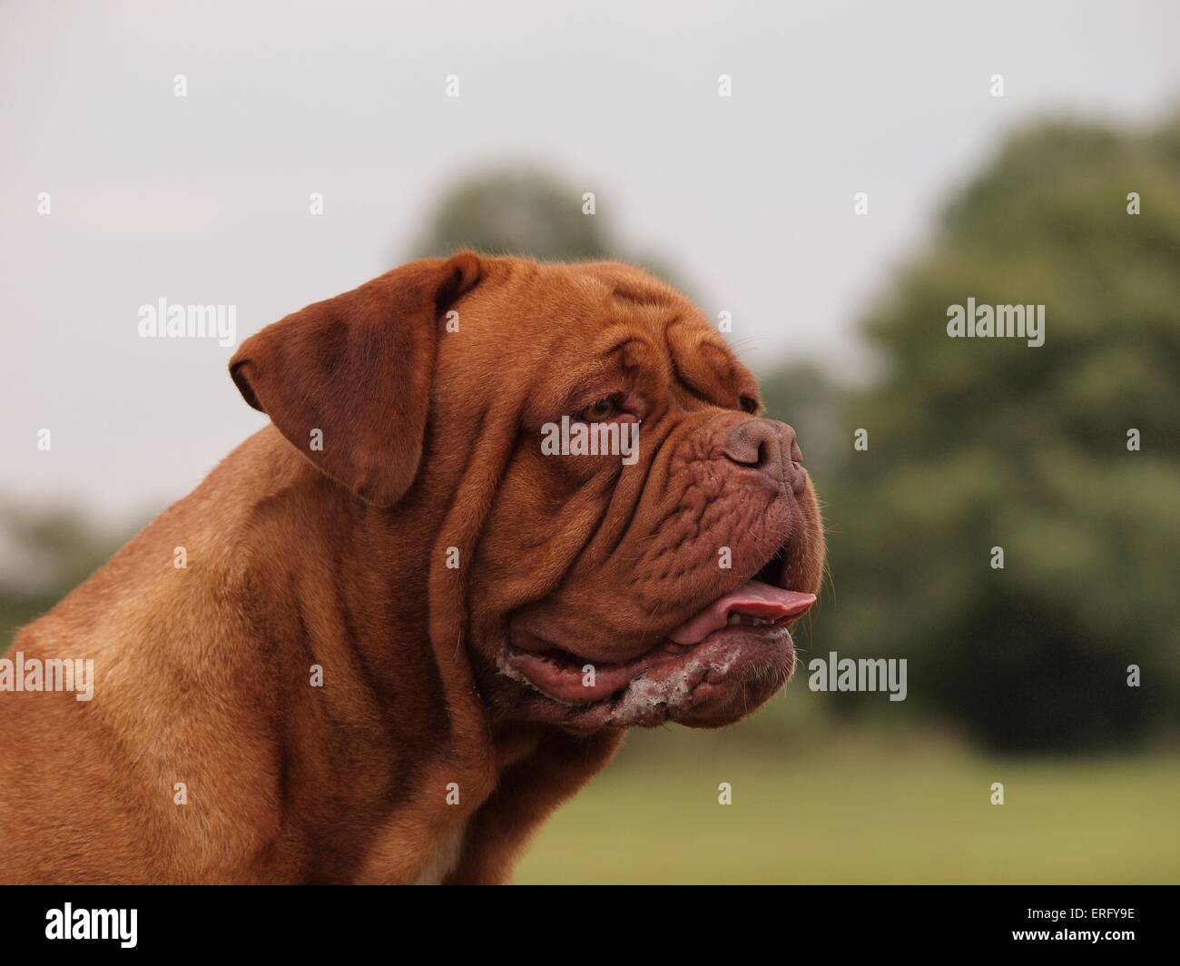 Dogue de bordeaux hi-res stock photography and images - Alamy