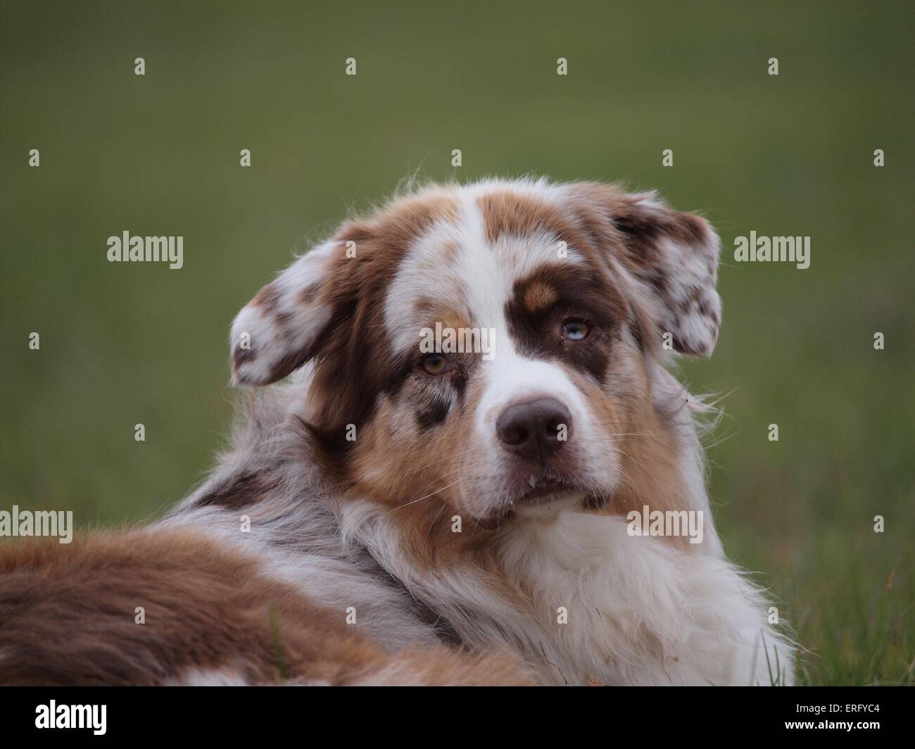 Australian Shepherd Portrait Stock Photo - Alamy
