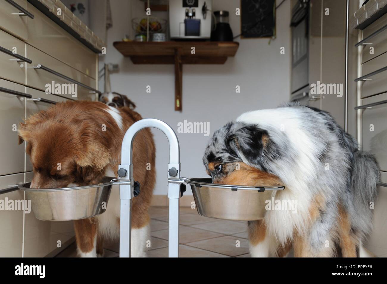 eating Australian Shepherds Stock Photo Alamy