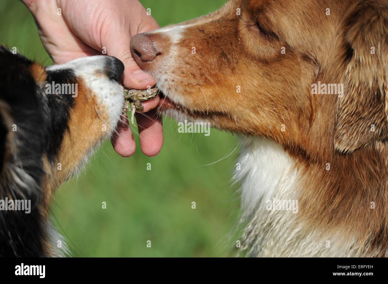 eating Australian Shepherd Stock Photo Alamy
