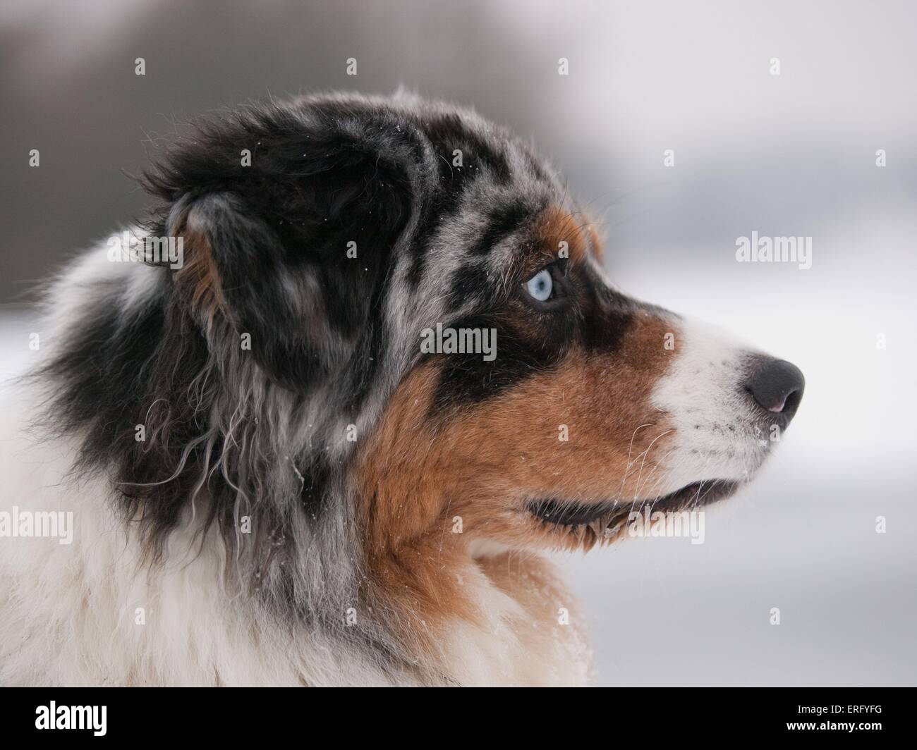 Australian Shepherd Portrait Stock Photo - Alamy