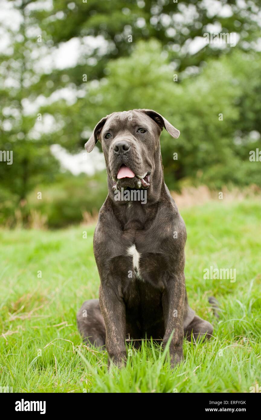Cane corso tongue hires stock photography and images Alamy
