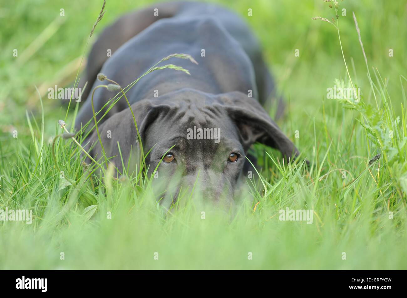 Great Dane Puppy Stock Photo Alamy