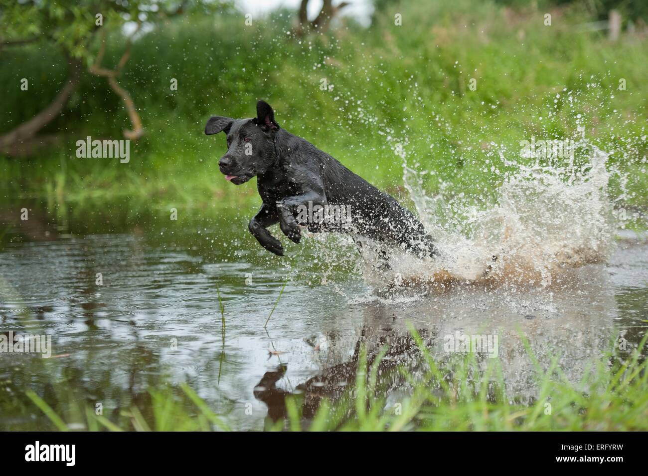 bathing Labrador Retriever Stock Photo Alamy