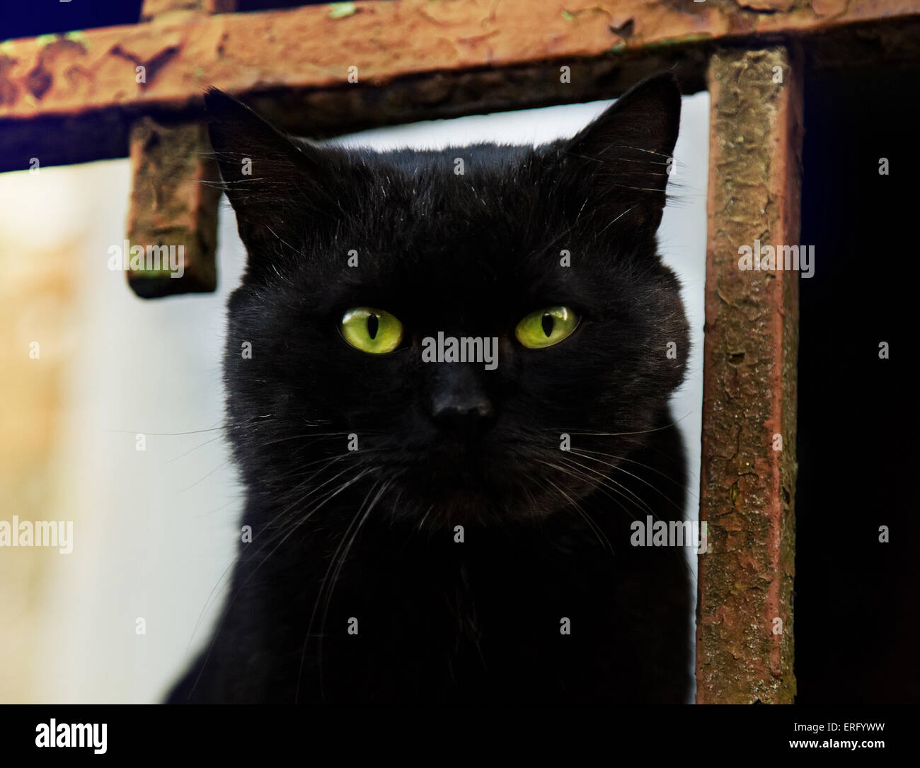 Black cat with green eyes is looking to camera Stock Photo - Alamy