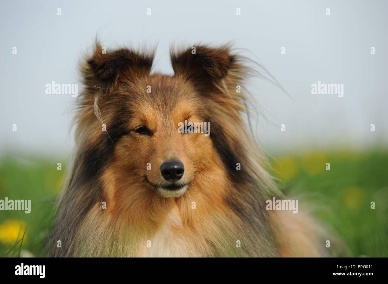 Shetland Sheepdog Portrait Stock Photo - Alamy