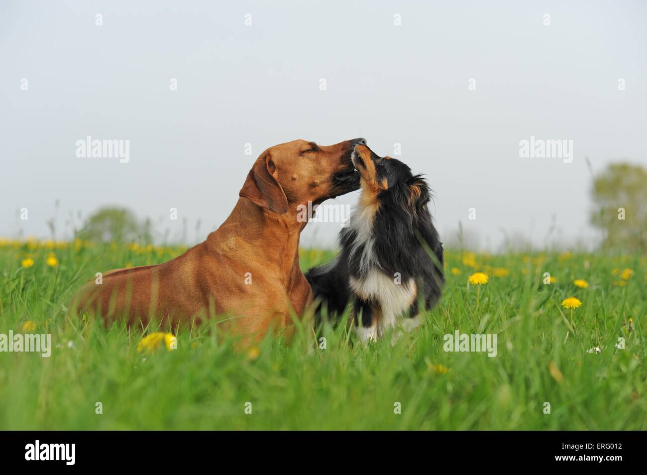 Shetland Sheepdog And Rhodesaian Ridgeback Stock Photo 83329822
