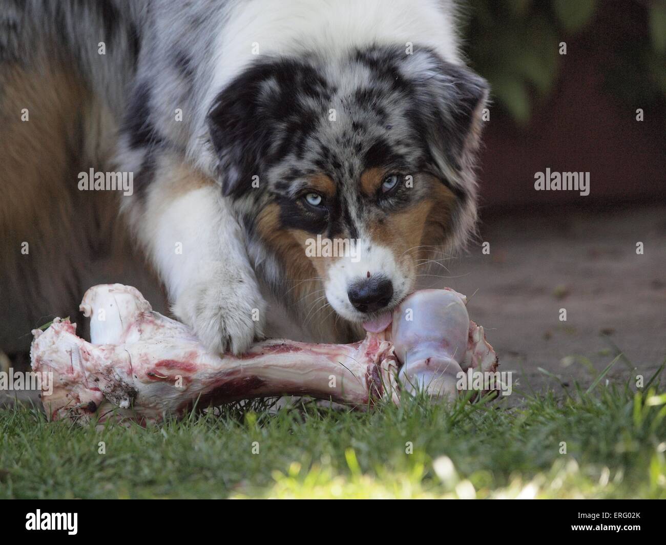 eating Australian Shepherd Stock Photo Alamy