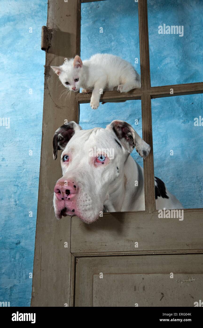 dog and kitten Stock Photo