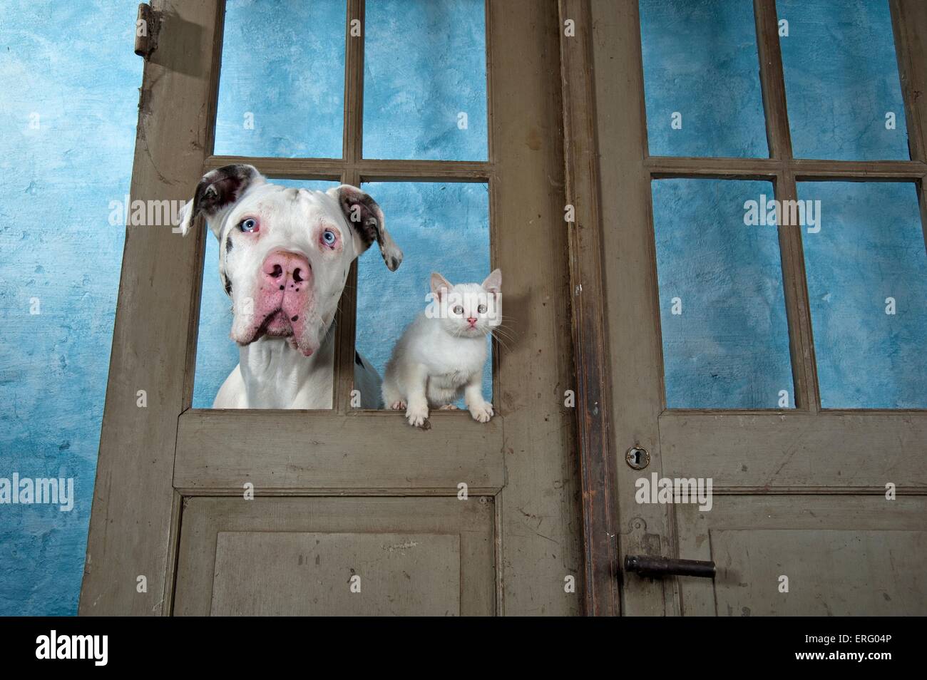 dog and kitten Stock Photo