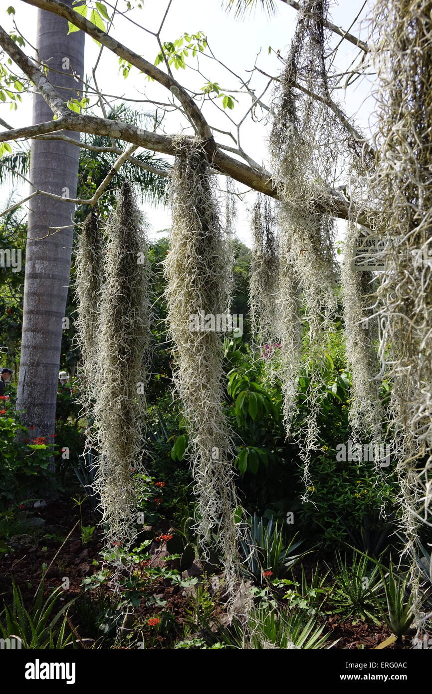 Tillandsia mexico hi-res stock photography and images - Alamy