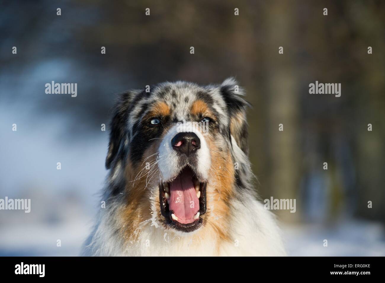 Australian Shepherd Portrait Stock Photo - Alamy