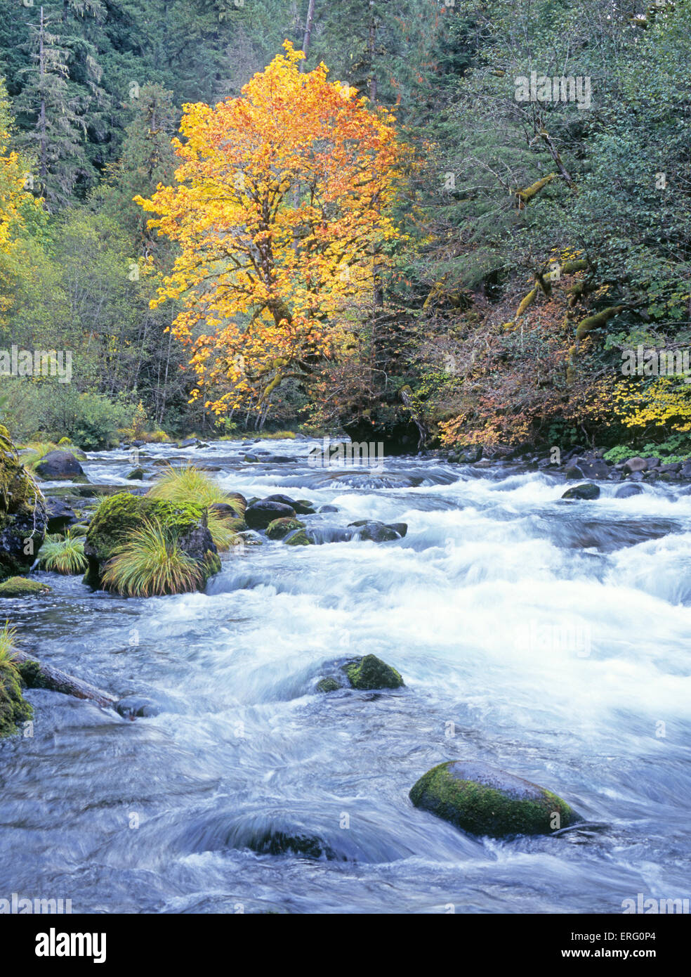 Oakridge oregon hires stock photography and images Alamy