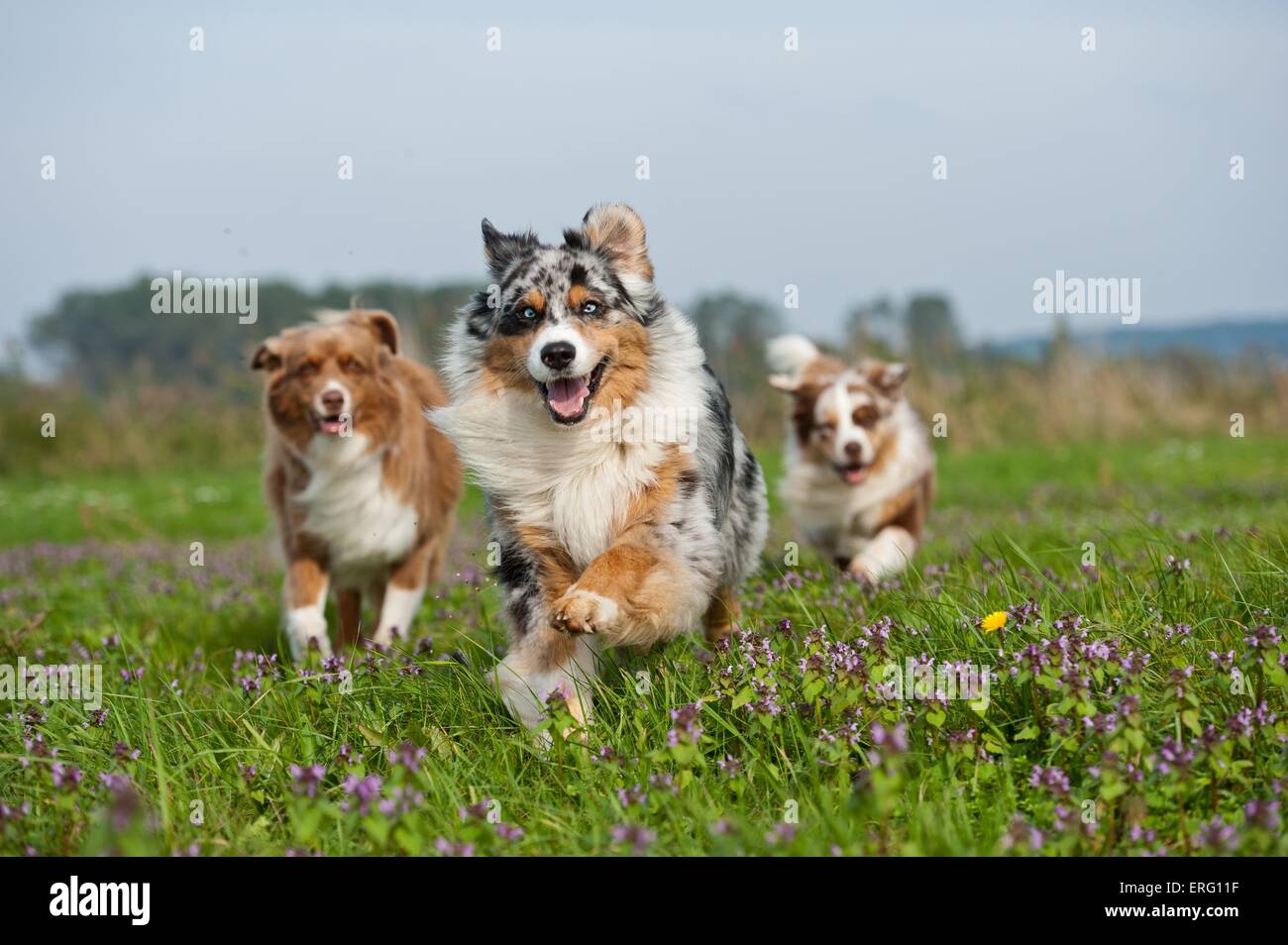 running Australian Shepherds Stock Photo Alamy