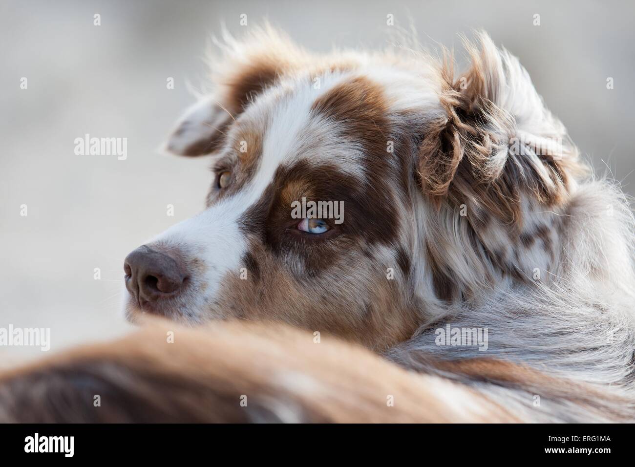 Australian Shepherd Portrait Stock Photo - Alamy