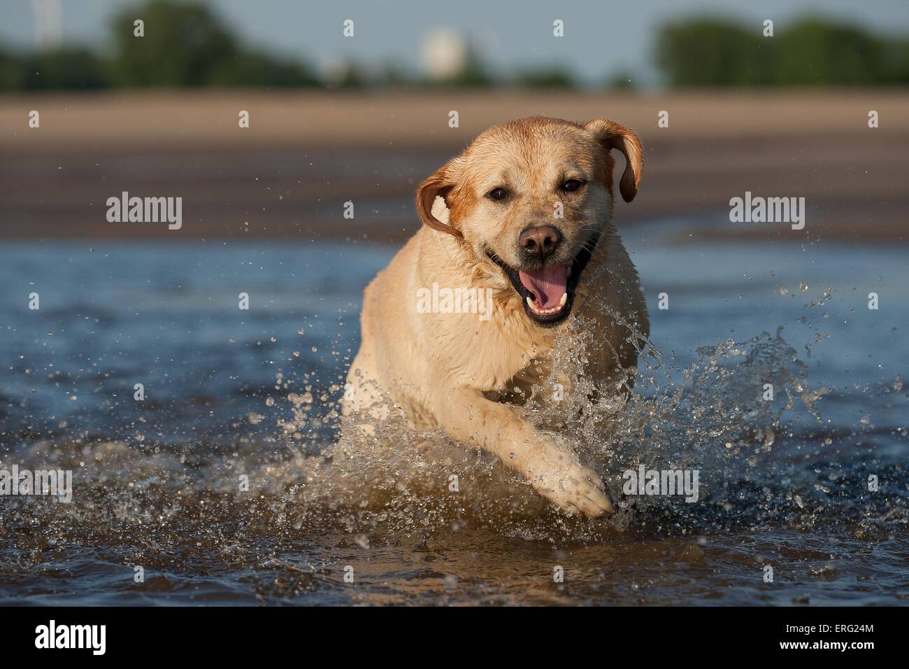 running Labrador Retriever Stock Photo Alamy