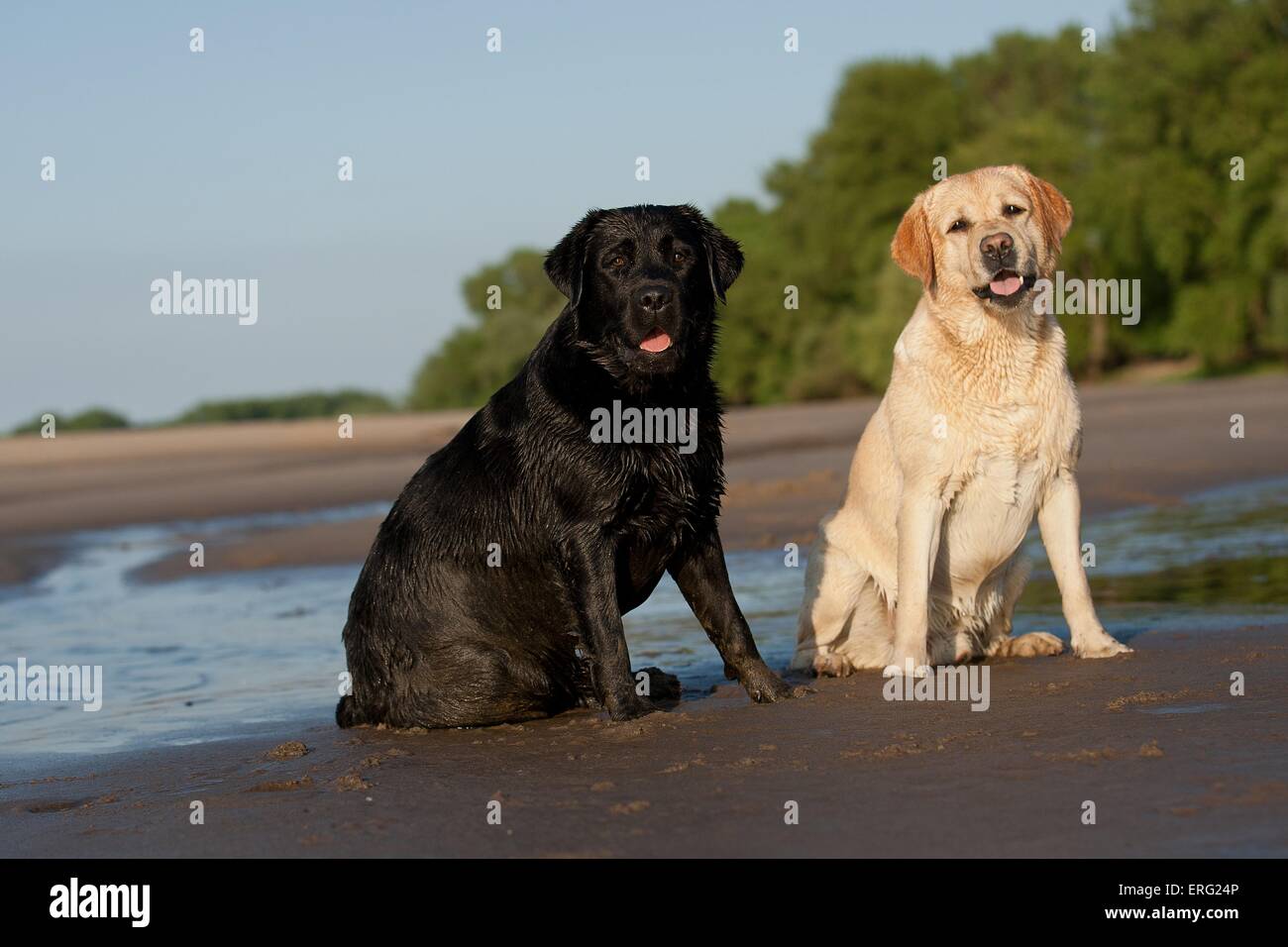 Yellow and black labrador retriever hi-res stock photography and images ...