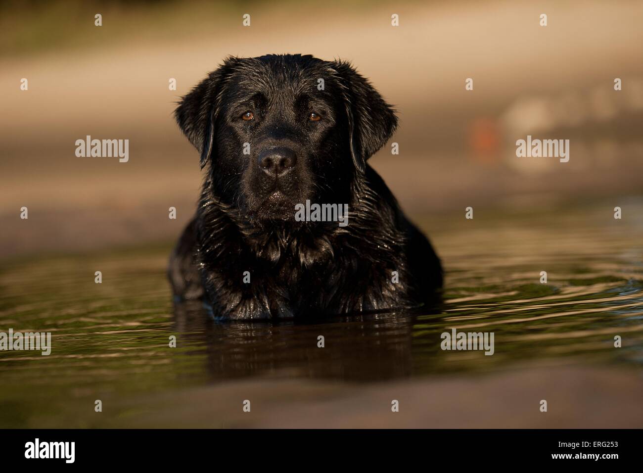 Majestic Black Labrador Retriever Portrait In Natural Light | Premium - Foto 3