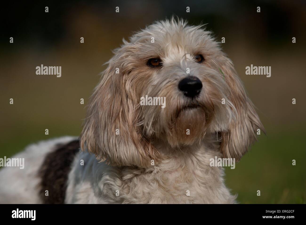 Petit Basset Griffon Vendeen Portrait Stock Photo