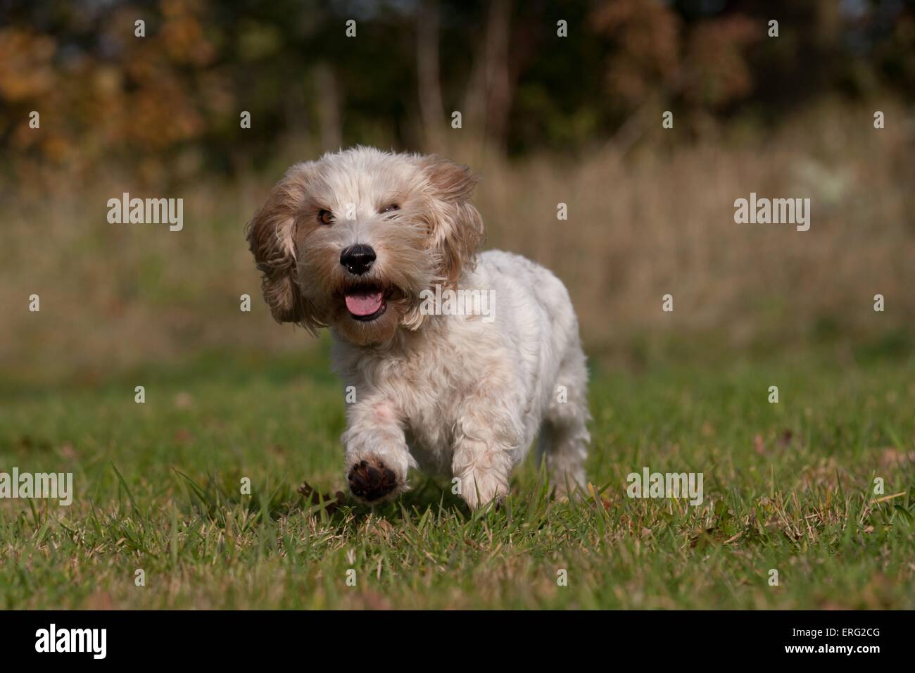 running Petit Basset Griffon Vendeen Stock Photo