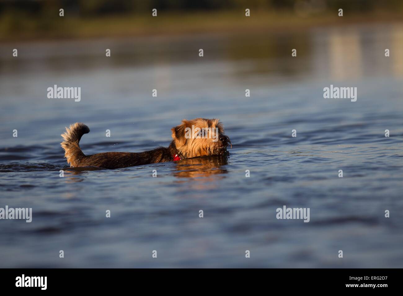 Do Norfolk Terriers Like To Swim